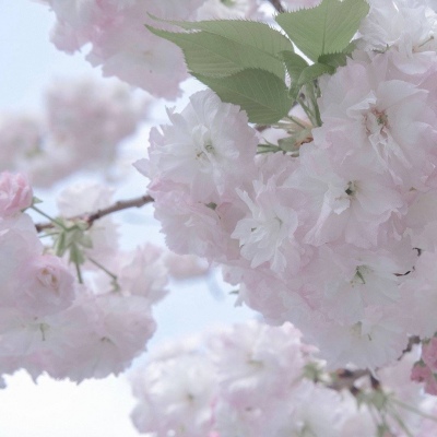 曲松福瑞交流群